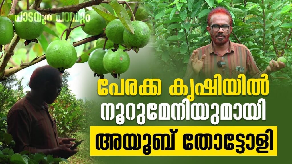 പേരക്ക കൃഷിയിൽ നൂറുമേനിയുമായി അയ്യൂബ് തോട്ടോളി | guava ayyob tottoli