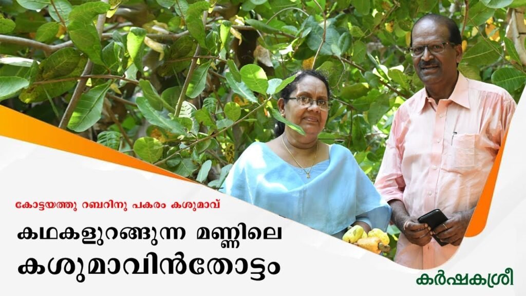 പൊൻകുന്നം വർക്കിയുടെ മകന്റെ കശുമാവിൻതോപ്പ് | cashew plantation | plantation crops | karshakasree