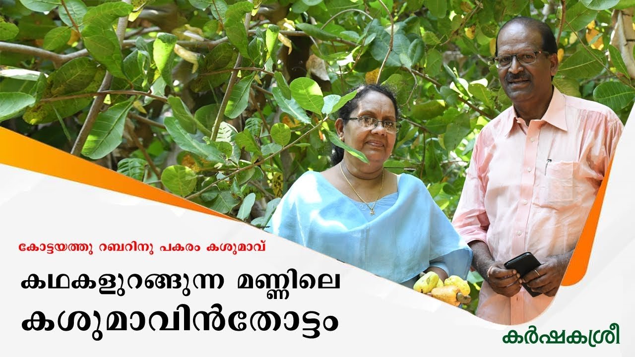 പൊൻകുന്നം വർക്കിയുടെ മകന്റെ കശുമാവിൻതോപ്പ് | cashew plantation | plantation crops | karshakasree