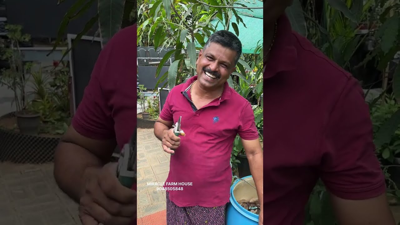 പ്ലാവ് കുലച്ചു കായ്ക്കാൻ ഇതുപോലെ പ്രൂൺ ചെയ്യണം | to harvest a jackfruit tree