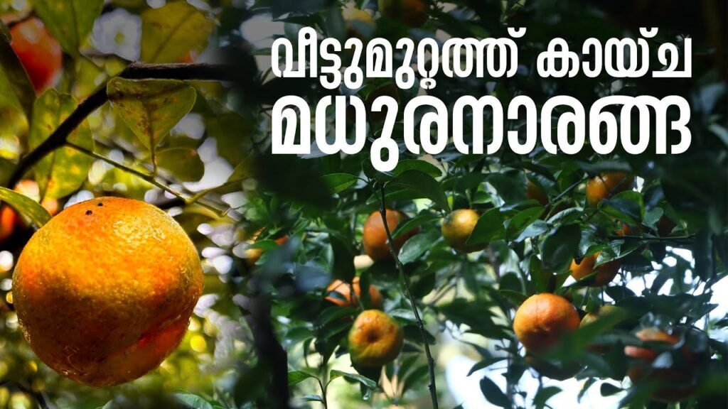 മരം നിറയെ കായ്ച മധുരനാരങ്ങ! | kozhikkode | orange fruit