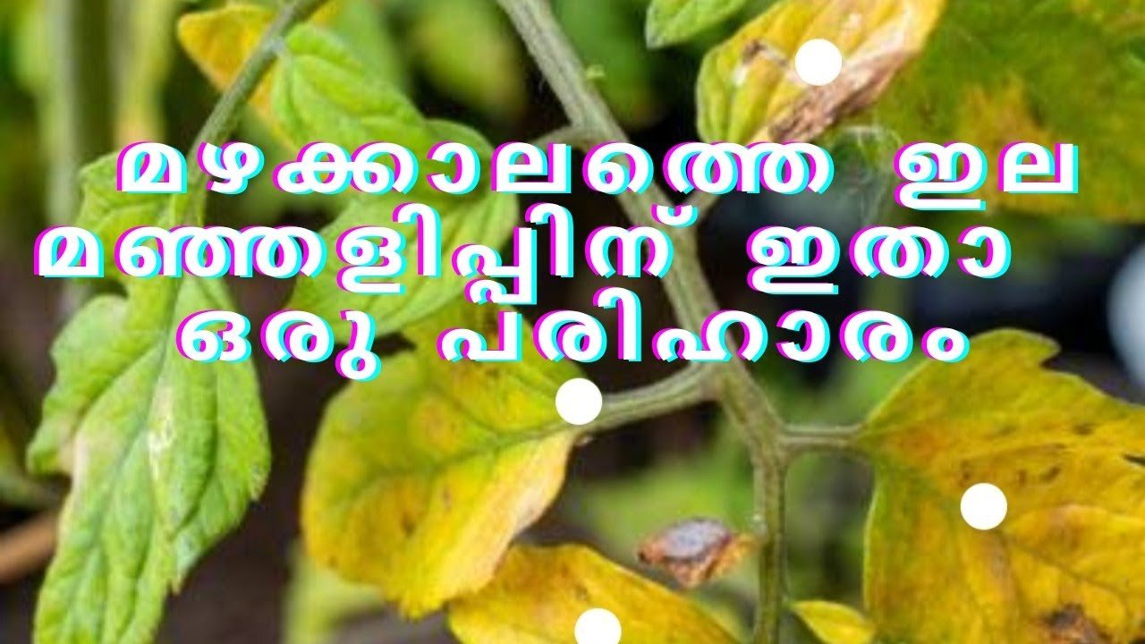 മഴക്കാല ഇല മഞ്ഞളിപ്പിന് ഇതാ ഒരു പരിഹാരം