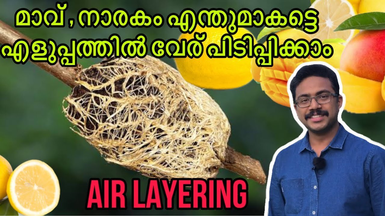 മാതൃ വൃക്ഷത്തിലെ കമ്പുകൾ വേര്പിടിപ്പിച്ചു നടുന്ന രീതി | air layering