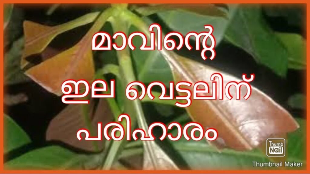 മാവിന്റെ ഇല വെട്ടലിന് പരിഹാരം