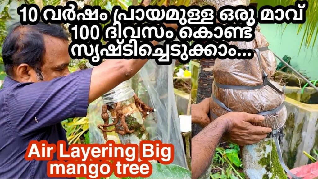 മാവിൽ റൂട്ട് സ്റ്റോക്ക് ഉപയോഗിച്ചുള്ള air layering 100% success