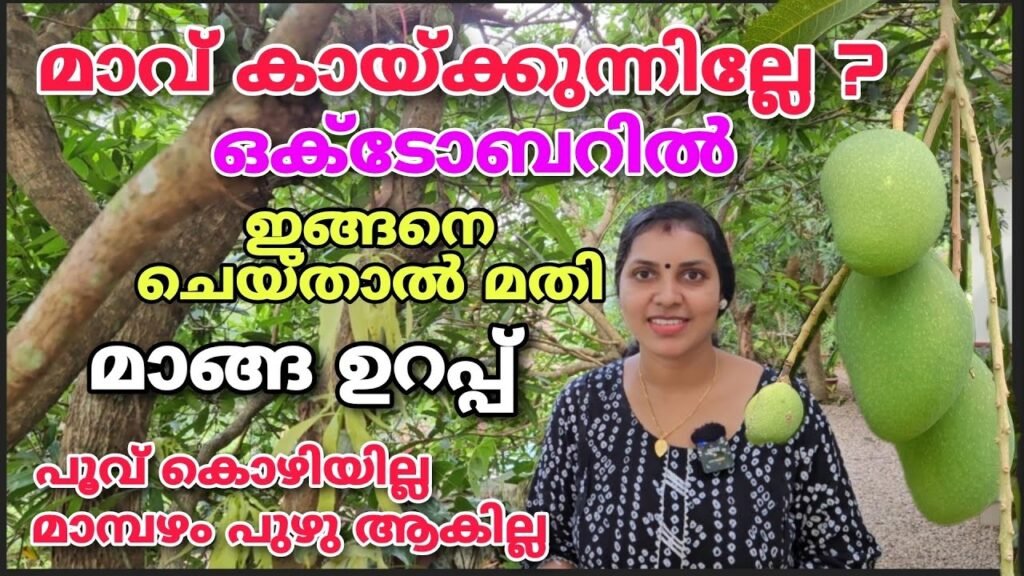 മാവ് കായ്ക്കുന്നില്ലേ...? ഇങ്ങനെ ചെയ്‌താൽ മതി, മാങ്ങ ഉറപ്പ്, പൂവ് കോഴിയുകയില്ല