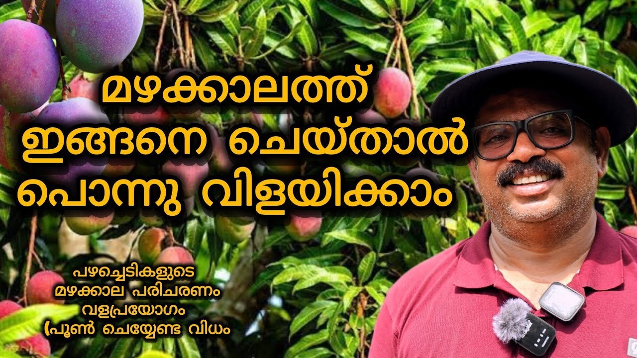 മാവ്, പ്ലാവ് തുടങ്ങി പഴചെടികൾക്ക് മഴക്കാല സംരക്ഷണവും വളപ്രയോഗവും | preservation of rainy season for mango and jackfruit trees