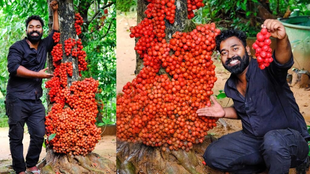 മൂട്ടിപഴം പറിക്കാൻ പോയപ്പോൾ | baccaurea courtallensis | m4 tech