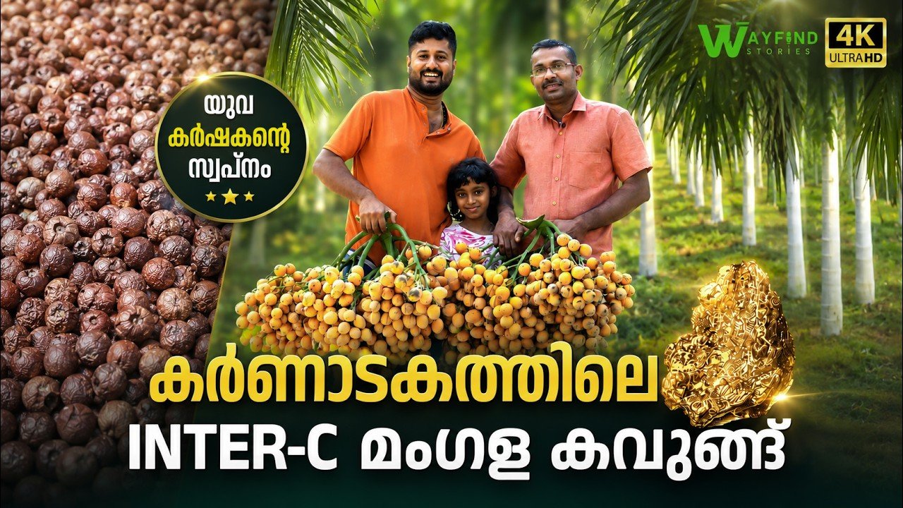 മൂന്നാം വർഷം കായ്ക്കുന്ന ഇന്റർ സി മംഗള കവുങ്ങ് , 40 ലക്ഷം വരുമാന നേട്ടം | inter c mangala |