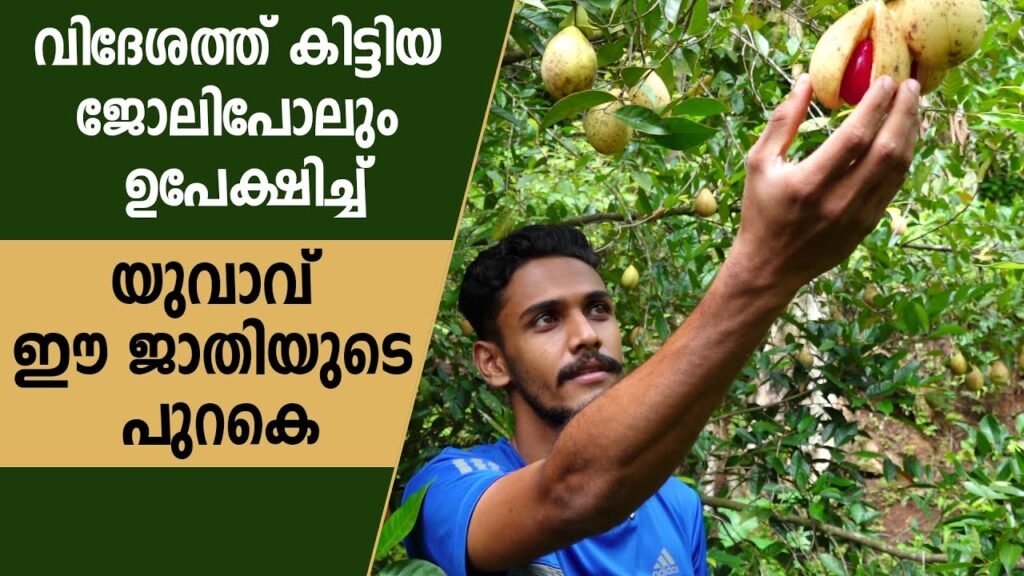 യുവാവിന് ലക്ഷങ്ങള്‍ നല്‍കിയ ജാതി | nutmeg farming | nutmegs krishi