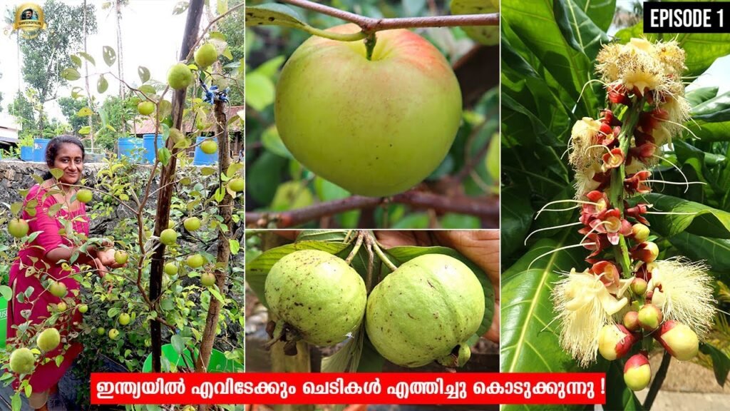 രണ്ടര ഏക്കറിൽ 250 ലധികം ഡ്രമ്മുകൾ അതിലെല്ലാം വിദേശികളും സ്വദേശികളുമായ പഴച്ചെടികൾ