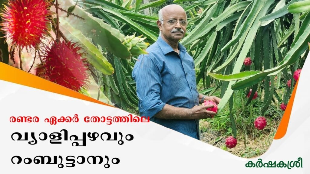 രണ്ടര ഏക്കറിൽ റംബൂട്ടാനും വ്യാളിപ്പഴവും; ലക്ഷങ്ങളുടെ നേട്ടം | dragon fruit