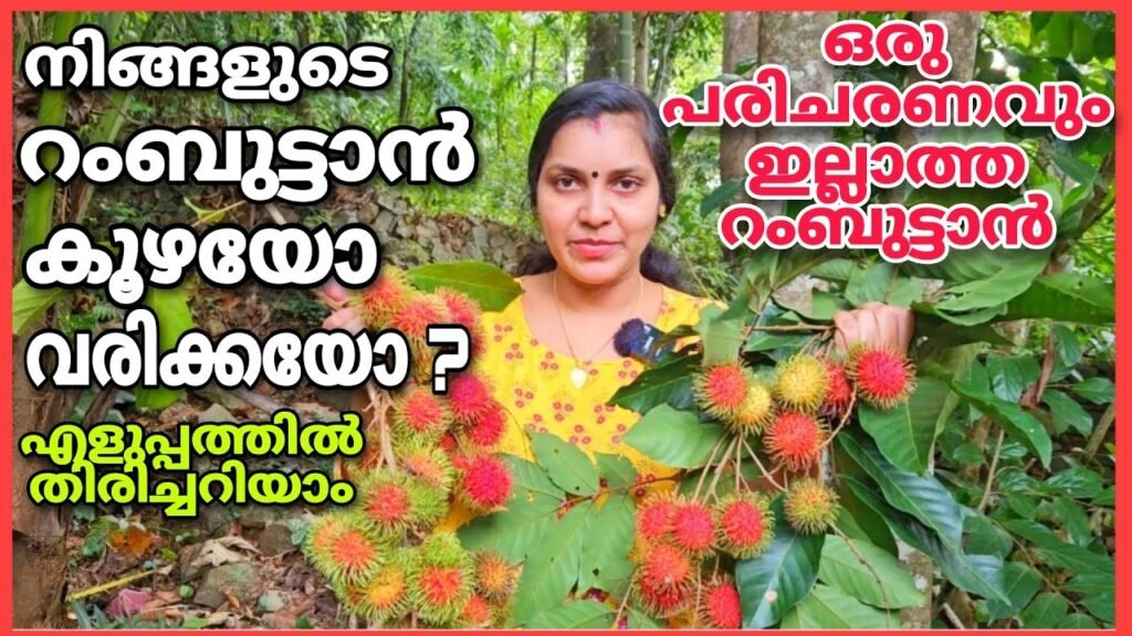 റംബുട്ടാൻ കായ കൊഴിയാതിരിക്കാൻ | വരിക്കയും കൂഴയും തിരിച്ചറിയാം | rambutan care malayalam