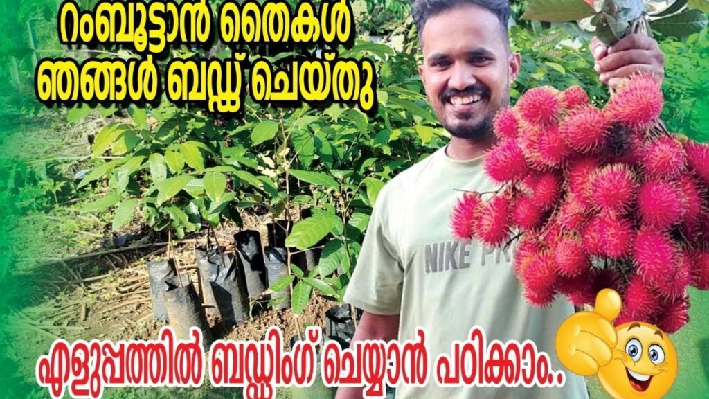 റംബുട്ടാൻ ബഡിങ് പഠിച്ചാൽ ഒരുപാട് ഗുണങ്ങൾ ഉണ്ട് | rambuttan budding