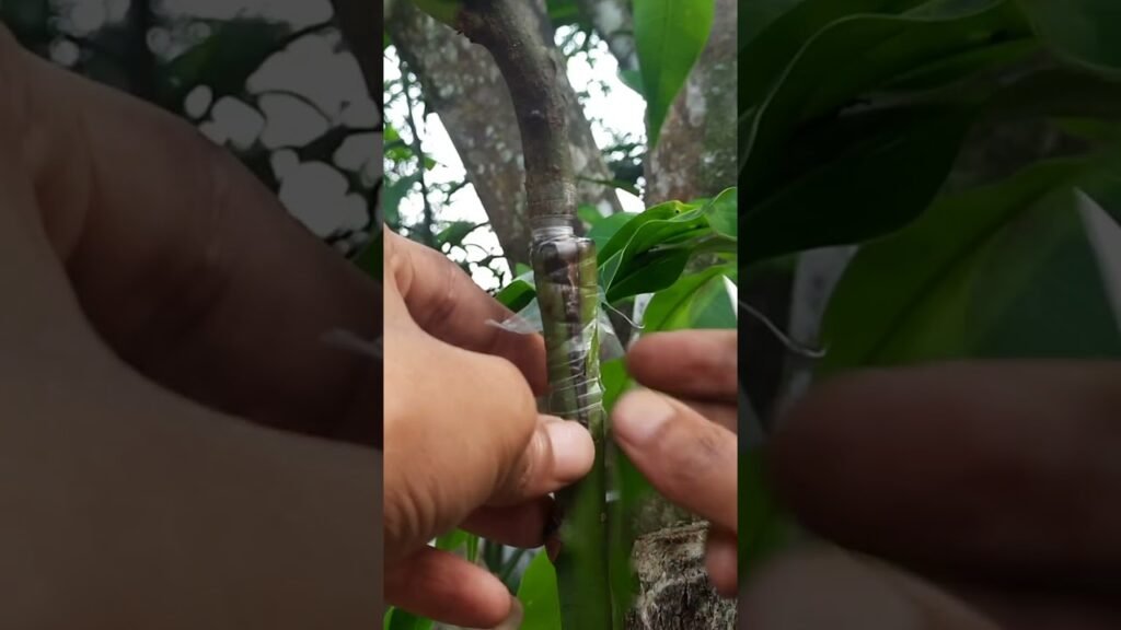വളരെ ഈസിയായി മാവിൽ ഗ്രാഫ്റ്റിംഗ് ചെയ്യാം | easy and simple grafting mango tree