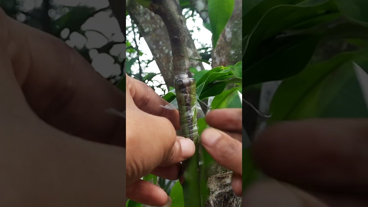വളരെ ഈസിയായി മാവിൽ ഗ്രാഫ്റ്റിംഗ് ചെയ്യാം | easy and simple grafting mango tree