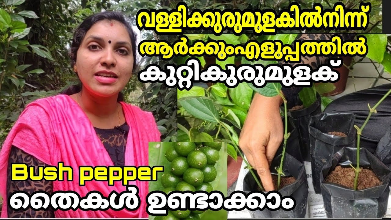 വള്ളിക്കുരുമുളകിൽ നിന്നും ആർക്കും എളുപ്പം കുറ്റിക്കുരുമുളക് ഉണ്ടാക്കാം | bush pepper propagation easy method