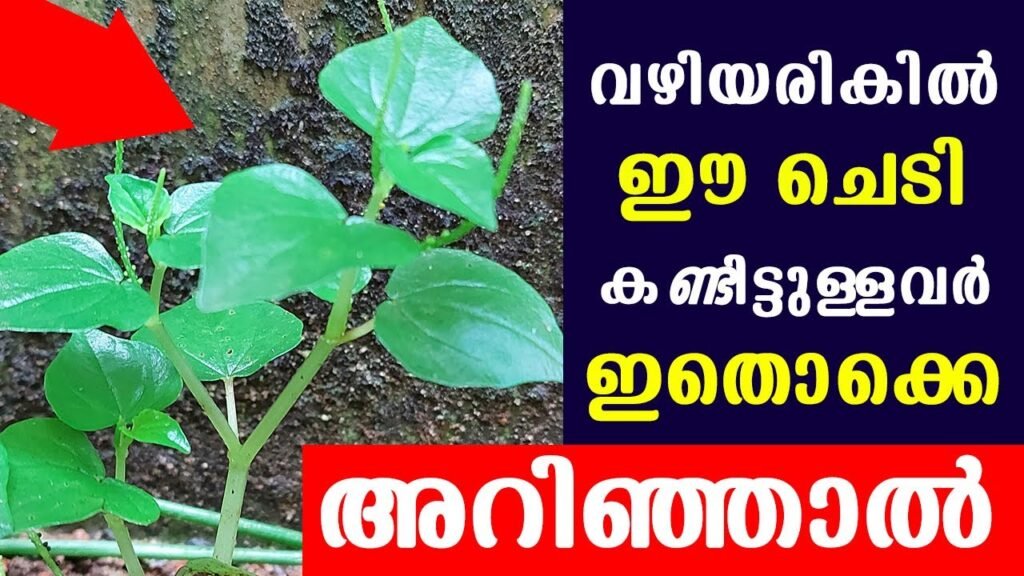 വഴിയരികിൽ ഈചെടി കണ്ടിട്ടുള്ളവർ ഇതൊക്കെ അറിഞ്ഞാൽ