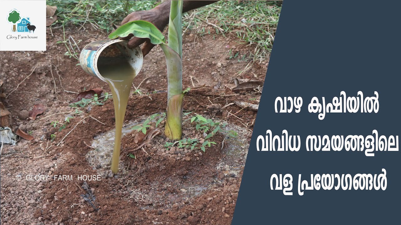 വാഴ കൃഷിയുടെ വിവിധ സമയത്ത് വളപ്രയോഗങ്ങൾ അറിയാതെ പോകരുത് | fertilizer application in banana cultivation
