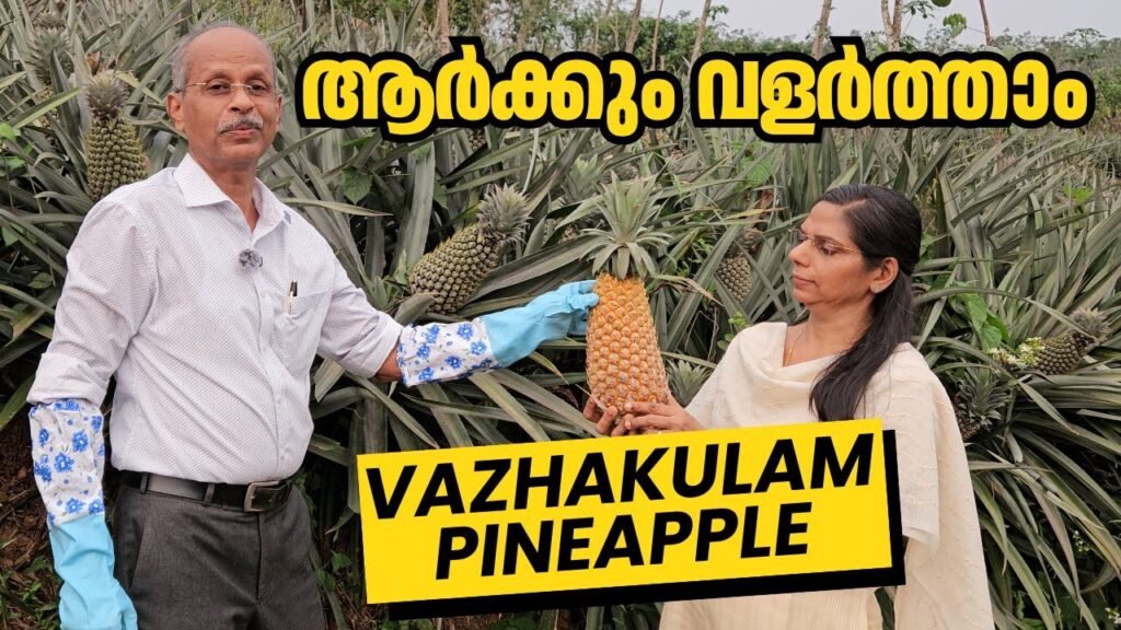 വാഴക്കുളം കൈതച്ചക്ക: 16% മധുരം | രഹസ്യം അറിയാം | how we tested india's export grade pineapple