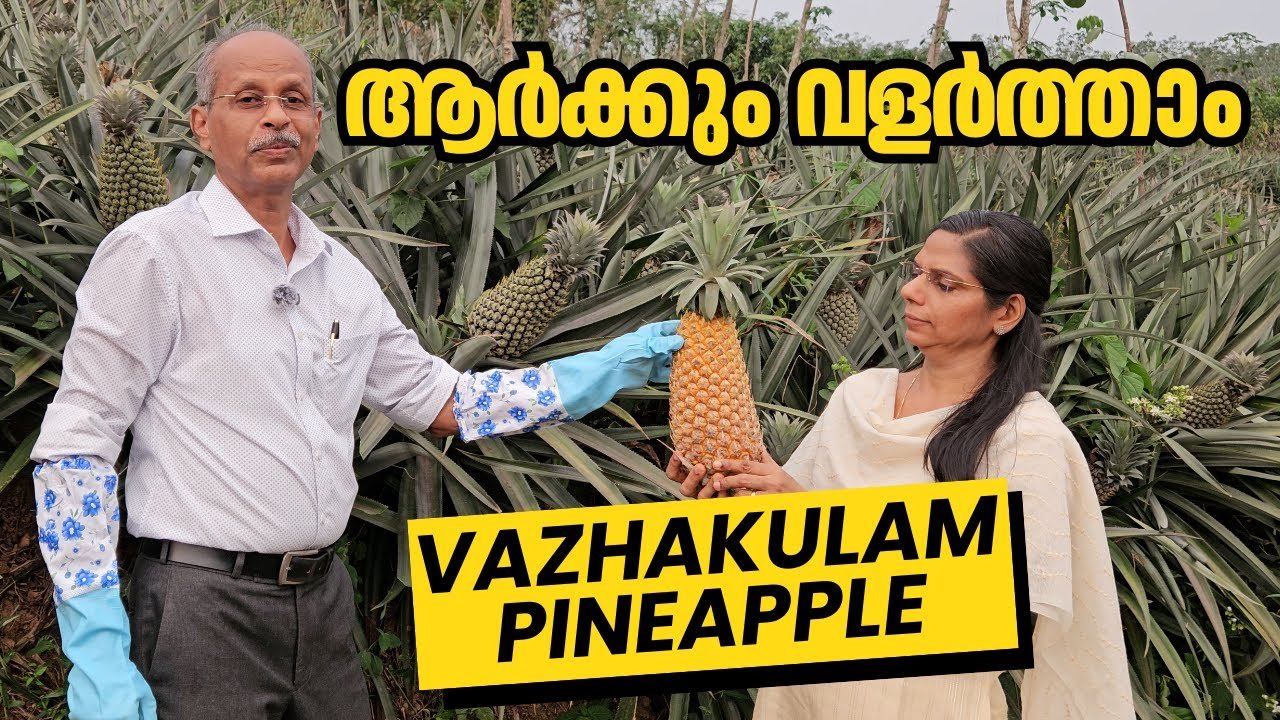 വാഴക്കുളം കൈതച്ചക്ക: 16% മധുരം | രഹസ്യം അറിയാം | how we tested india's export grade pineapple