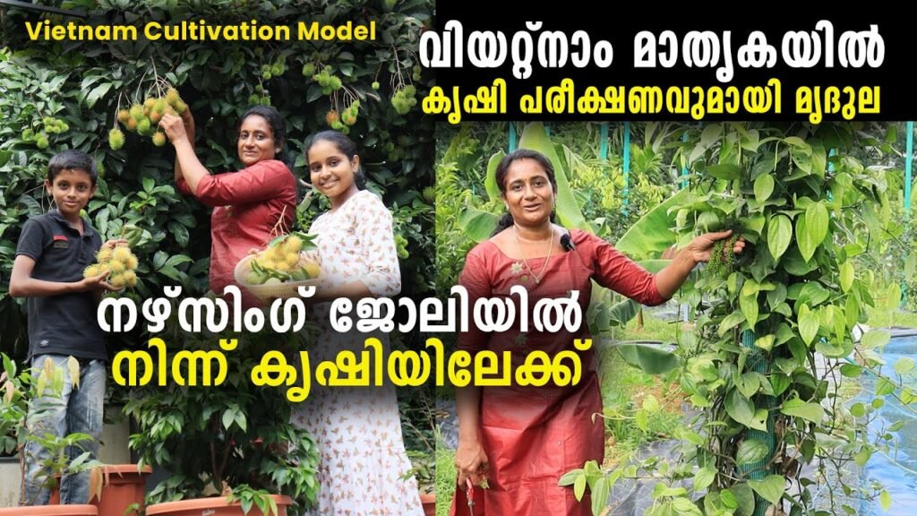 വിയറ്റ്നാം മാതൃകയിൽ കൃഷി പരീക്ഷണവുമായി മൃദുല | vietnam cultivation model