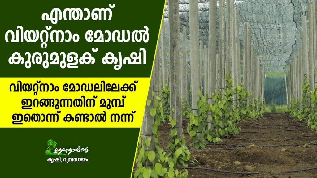 വിയറ്റ്‌നാം മോഡല്‍ ആരംഭിക്കുന്നതിന് മുമ്പ് ഇതൊന്ന് കാണണം i vietnam black pepper farming