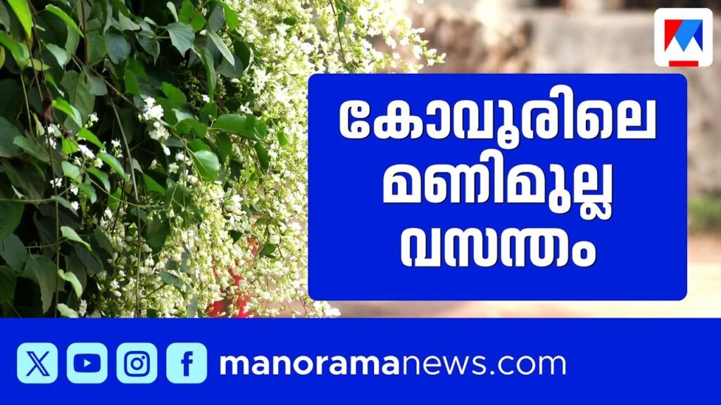 വീടിനെ പൊതിഞ്ഞ് മണിമുല്ല വസന്തം; വിനോദ് കോവൂരിന്‍റെ വീട് പൂമാളികയായ കഥ | vinod kovoor