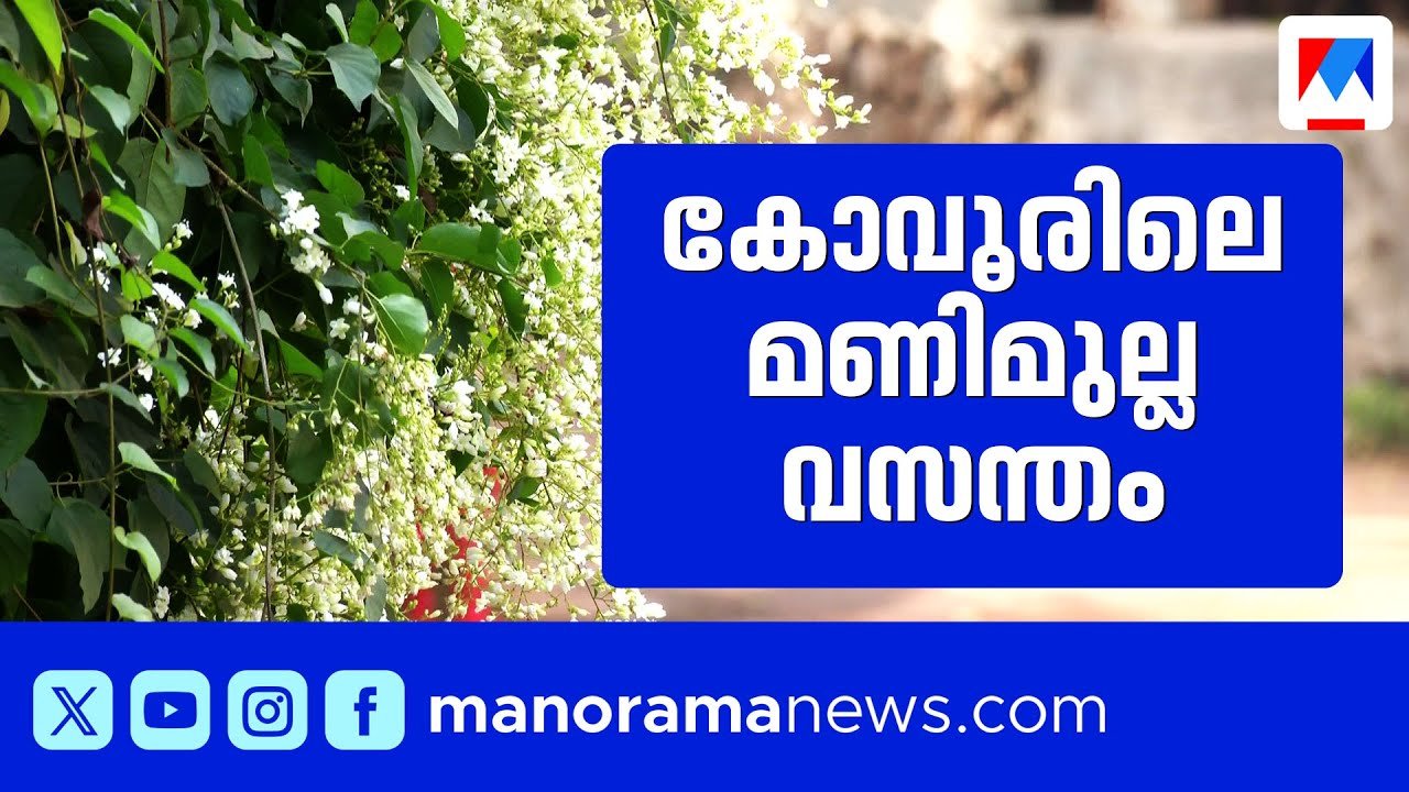 വീടിനെ പൊതിഞ്ഞ് മണിമുല്ല വസന്തം; വിനോദ് കോവൂരിന്‍റെ വീട് പൂമാളികയായ കഥ | vinod kovoor