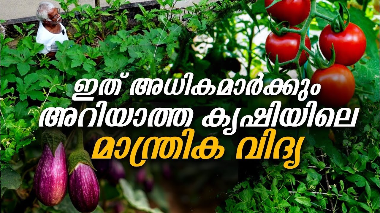 വീടുകളിൽ ഈ കൃഷി രീതി ഒന്ന് പരീക്ഷിച്ചു നോക്കു അത്ഭുത വിളവ് കാണാം !