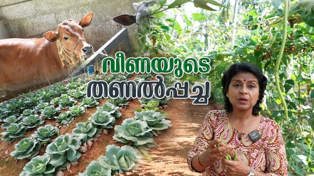 വീണയുടെ തണൽപ്പച്ച | farm information bureau kerala