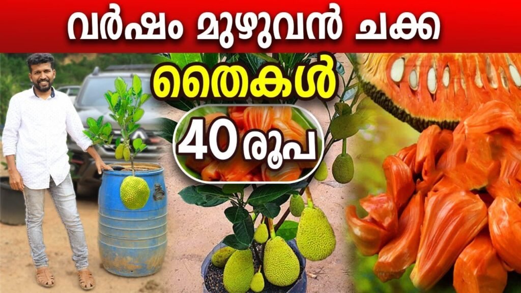 വെറും 40 രൂപയ്ക്ക്.! വിയറ്റ്നാം ഏളി പ്ലാവിൻ തൈകൾ ഒരു വര്ഷം മുഴുവൻ ചക്ക | farming tips