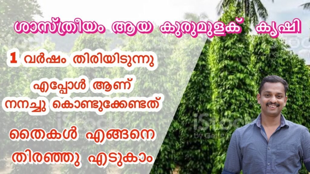 ശാസ്ത്രീയം ആയ കുരുമുളക്; എപ്പോൾ ആണ് നനച്ചു കൊടുക്കേണ്ടത്? തൈകൾ എങ്ങനെ? | advanced pepper cultivation