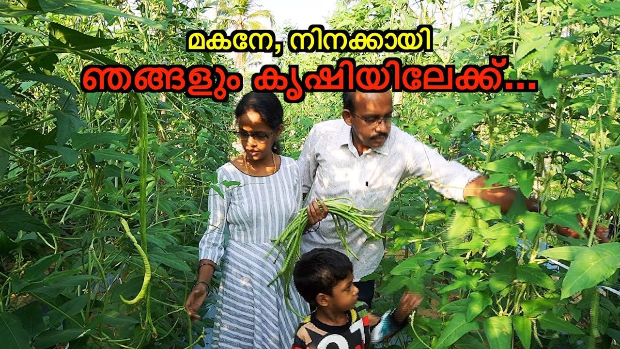 സ്മാർട്ട്‌ രീതിയിലുള്ള ഒരു പച്ചകറി തോട്ടം smart‌ style vegetable garden