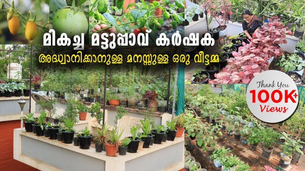 സ്വന്തമായി വളം നിർമിച്ചു കൃഷി ചെയ്‌ത് അവാർഡ് നേടിയ വീട്ടമ്മ | മികച്ച മട്ടുപ്പാവ് കർഷക
