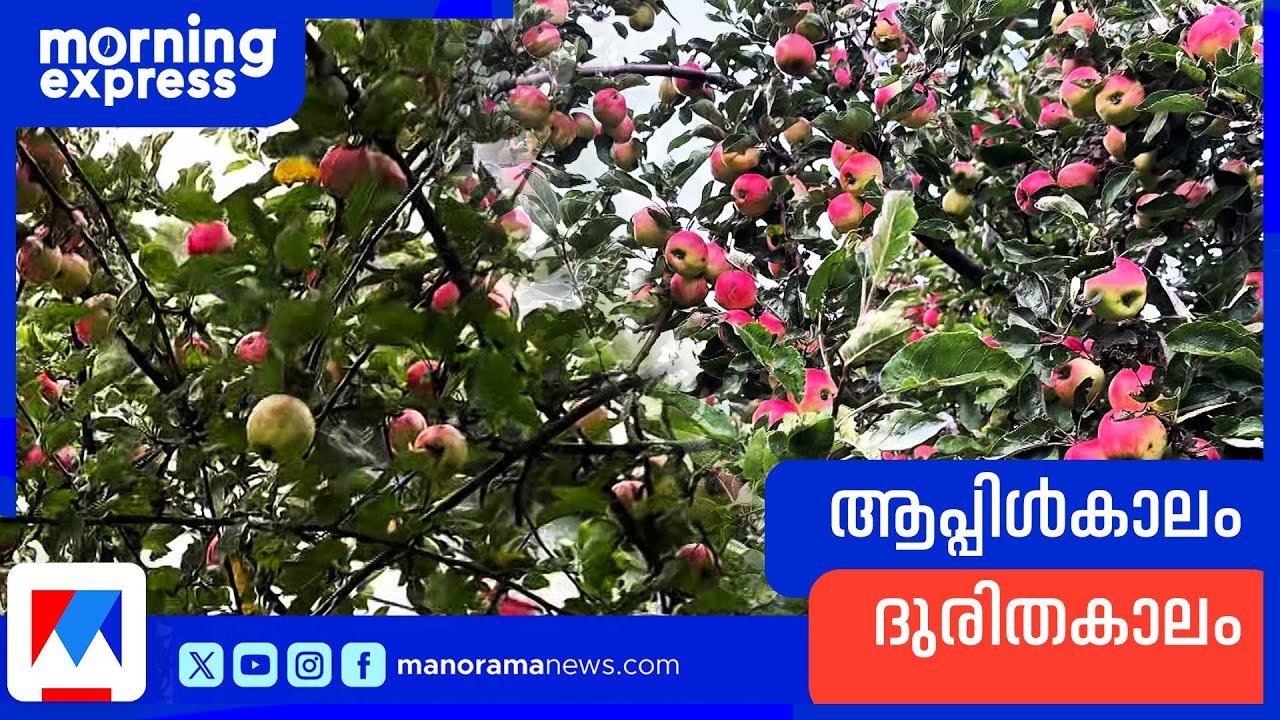 സ്വീഡനിൽ ആപ്പിൾ ദുരിതം; വിചിത്രമായൊരു ആപ്പിൾ കാലം