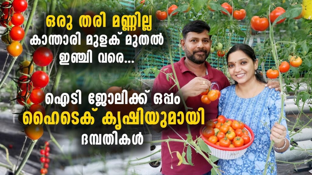 ഹൈടെക് കൃഷിയുമായി ദമ്പതികൾ | ഒരു തരി മണ്ണില്ലാതെ കാന്താരി മുളക് മുതൽ ഇഞ്ചി വരെ... soilless farming